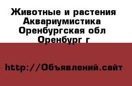 Животные и растения Аквариумистика. Оренбургская обл.,Оренбург г.